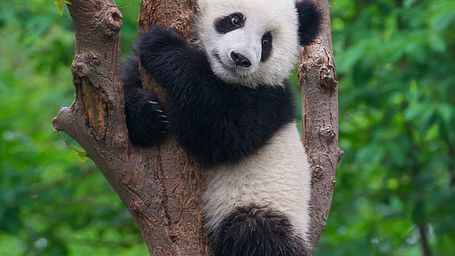 Finnish zoo prepares to send giant pandas back to China as it struggles with upkeep fees