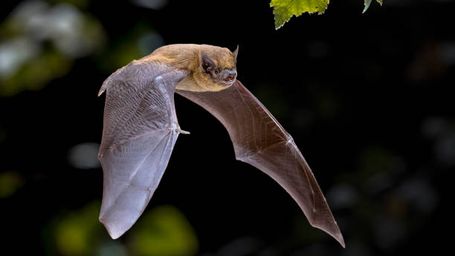 Which animals will survive climate change?