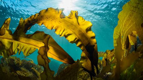 Seaweed - a sustainable packaging material?