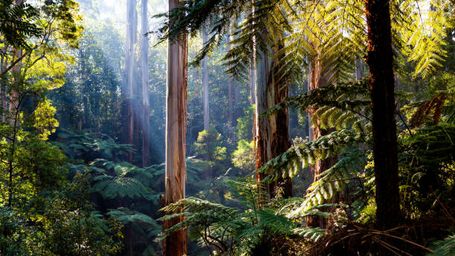 Conservationists celebrate reports that state government will end native forest logging by the end of the year