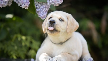 We've been incorrectly measuring "dog years" all this time