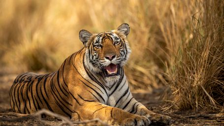 Bengal Tiger Population Rebounds in Sundarbans, Bangladesh