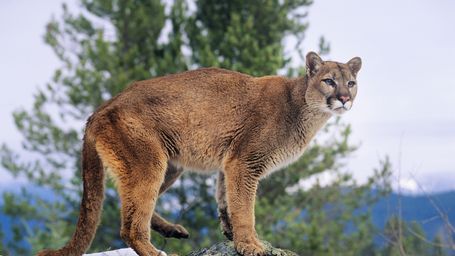 How a lonely mountain lion led to the creation of the world’s largest wildlife overpass
