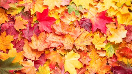 Why you should be lazy and leave your leaves in the yard.