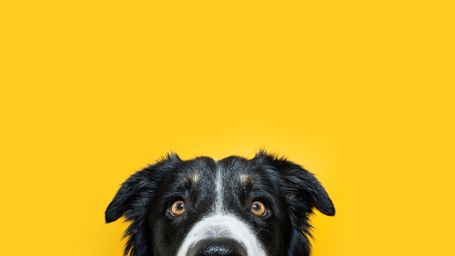 Score another one for dogs.