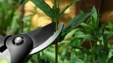 Listen to your plants. They're trying to tell you something.
