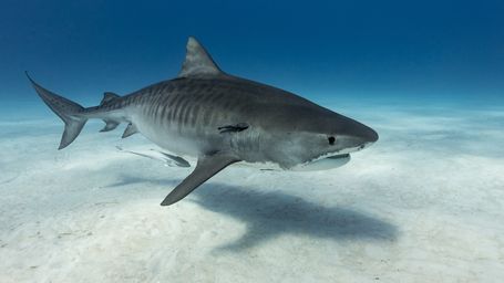 How tiger sharks wearing cameras revealed the world’s largest seagrass ecosystem