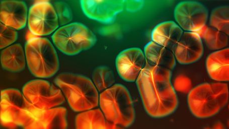 Allergy breakthrough gets the right reaction