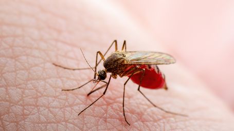 Mosquitoes, bees, ticks and more: How to treat bites and stings — and avoid bugs this summer