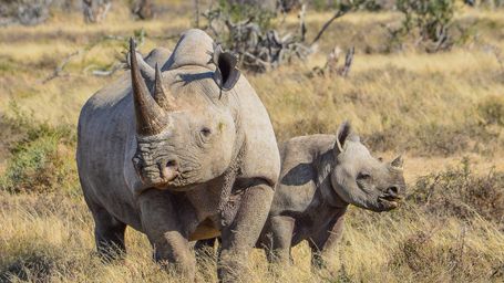 What is the rarest animal in the world? What makes the list of top 10 most endangered species?