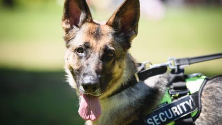 An International Group of Police Dogs Is Helping Patrol the Paris Olympics