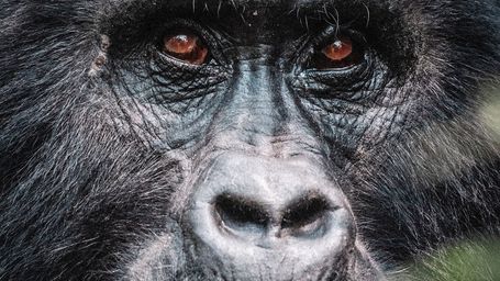 Zoos Concerned as Gorillas Become Hooked on Smartphone Videos