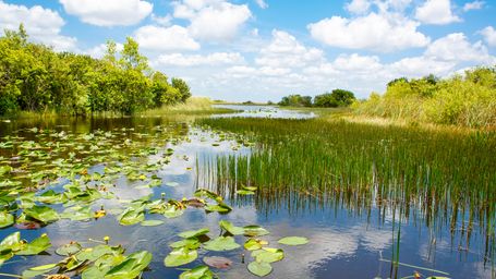 World's largest Environmental Restoration project underway in South Florida