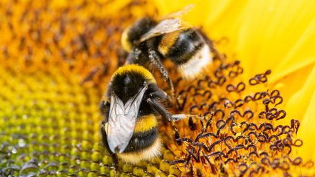 Smart hives and dancing robot bees could boost sustainable beekeeping