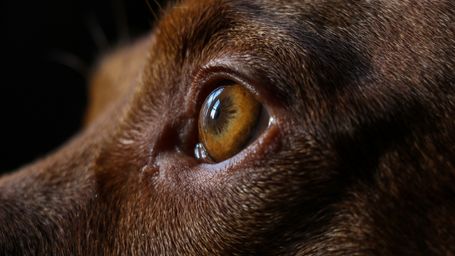 Can dogs see color? The truth behind your pet's eyesight.