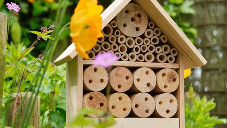 Keeping native bees buzzing requires rethinking pest control