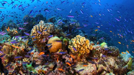 First-Ever Coral Crossbreeding Hopes to Mimic the Resilience of an ‘Invincible’ Reef in Honduras
