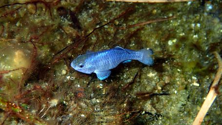 One of the rarest animals on Earth is making a comeback in remote Death Valley cave