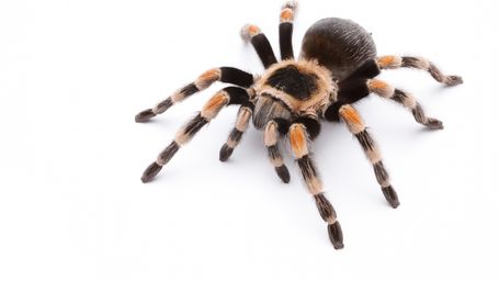 Creepy Tarantula Hair Serves a Surprising Evolutionary Purpose, and They Befriend Frogs