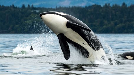 Those boat-ramming orcas may have been using yachts for hunting practice