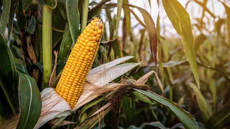Sweaty corn is making it even more humid