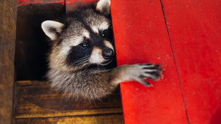 Are you Smarter than a Racoon?