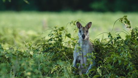 Australia jumping on the Sustainability Mandatory Reporting trend