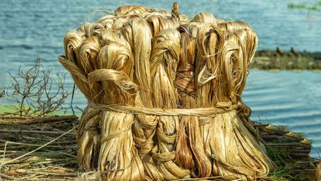 Inspiring Developments: Bangladesh's Jute Exports and Global Demand