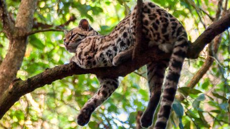 Rare Ocelot Caught on Camera in Arizona