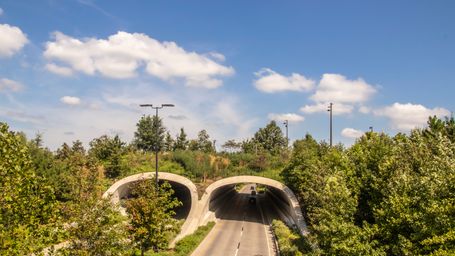 $110 Million in Grants for Wildlife Crossing Projects Announced