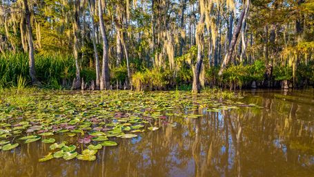 40-Acre Wetland Restored by Residents of N. Orleans’ Historic Lower Ninth