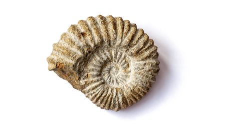‘Entire ecosystem’ of fossils 8.7m years old found under Los Angeles high school