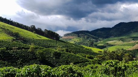 Climate threatens coffee growers of Brazil