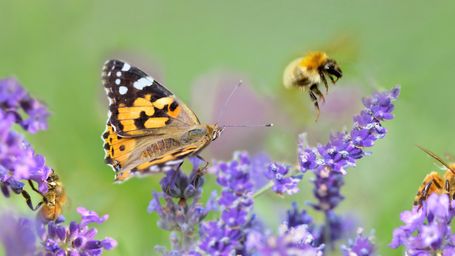 Whole Foods sustainability chief: Why protecting bees and butterflies is so important
