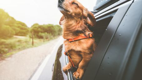 Why Do Dogs Stick Their Heads Out of Car Windows—And Is it Safe?