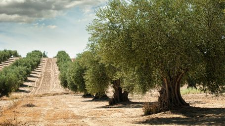 Olives' sustainability path