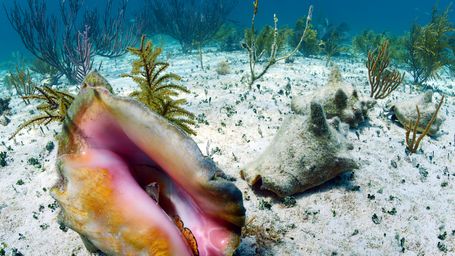 Speed Dating for...Mollusks?
