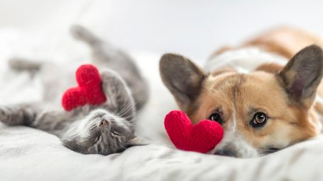 Health benefits of pets: How your furry friend improves your mental and physical health