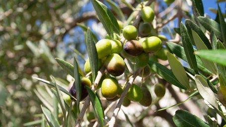 Spain’s Olive Oil Producers Turn Tons of Their Pits into Biofuel
