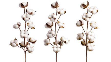 Is lab-grown cotton the future?