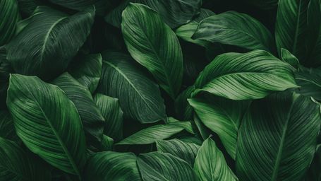 Artificial plant guzzles carbon and produces electricity