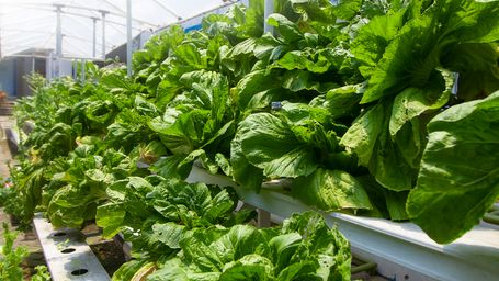 With 'electro-agriculture,' plants can produce food in the dark and with 94% less land, bioengineers say