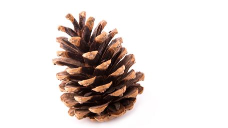 How collecting pine cones is helping regenerate Oregon forests destroyed by wildfires