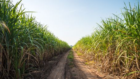 A sweet path to sustainability: U.S. Sugar’s journey toward tech-driven efficiency