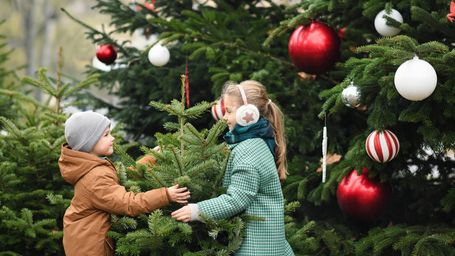What to do with your Christmas tree now that the holiday is over