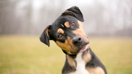 Inside the life-saving world of canine blood donors