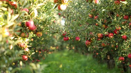 AI Comes to the Apple Orchard—From Pollinating to Picking