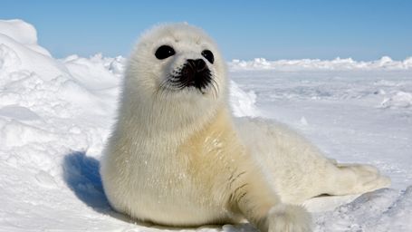 Baby seals are wearing heart monitors–for science