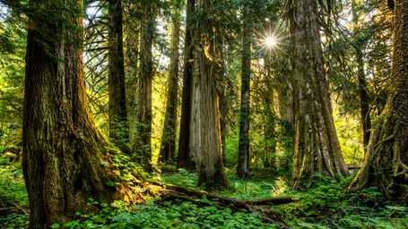 The teeming life of dead trees