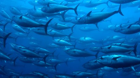 Protecting Marine Environments Helps Our Oceans Thrive